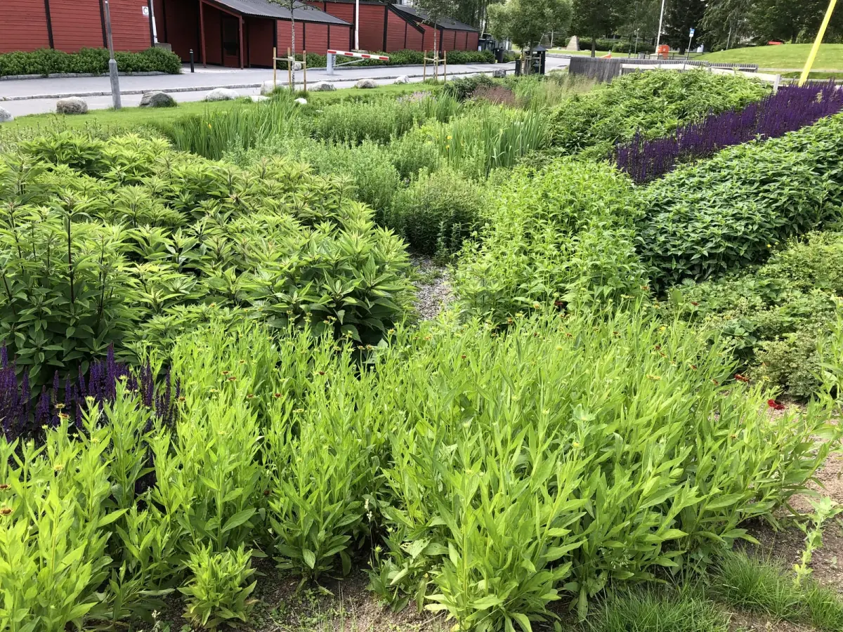 Regnbed i Verdensparken — blågrønn infrastruktur
